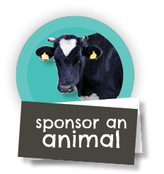 Sponsor an animal